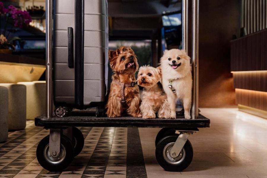 Admite mascotas ESTELAR Cartagena de Indias Hotel & Centro de Convenciones Colombia - Cartagena Admite mascotas ESTELAR Cartagena de Indias Hotel & Centro de Convenciones Colombia - Cartagena